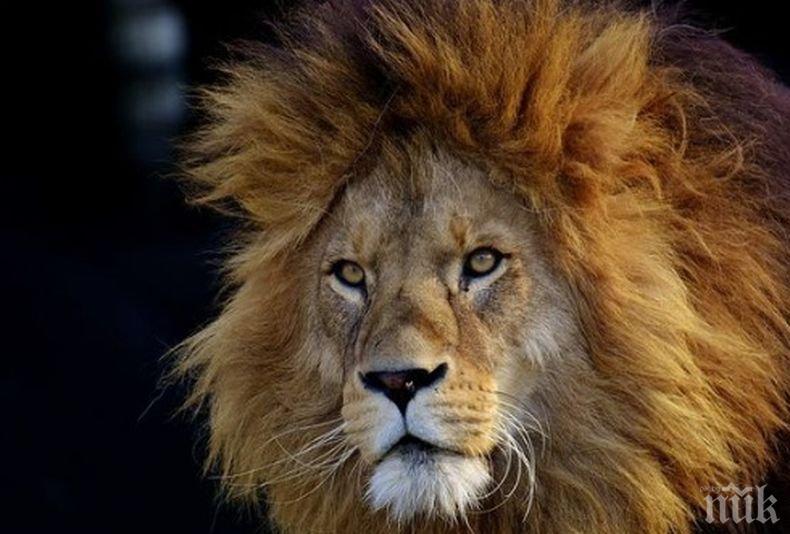 Паника в Мексико: Лъв избяга от ранчо, уби човек