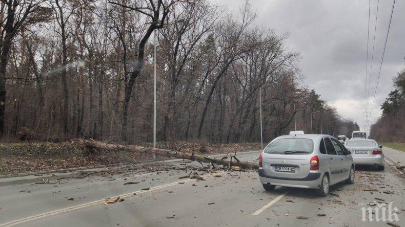 САМО В ПИК: Тежък инцидент в центъра на София - голямо дърво падна на Симеоновско шосе, по чудо няма пострадали (СНИМКИ)