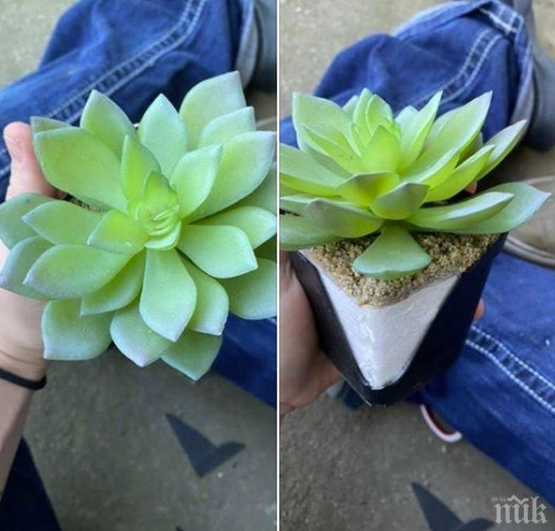 Хит: Жена научи, че 2 години е поливала растение, което е ...