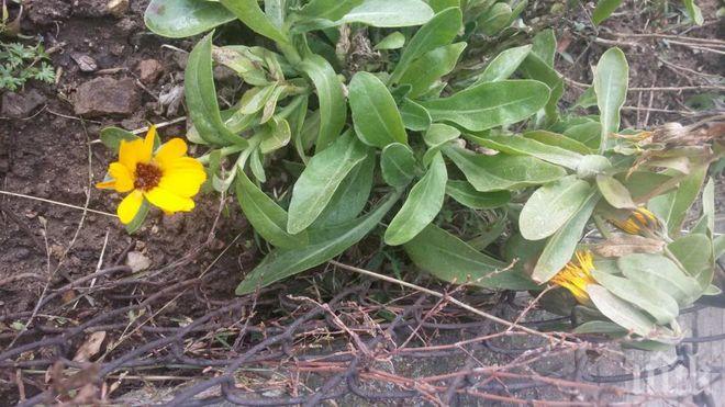 МОСВ с призив да пазим природата от инвазивни чужди растения като някои декоративни цветя