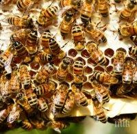 Ограничава се употребата на продукти за растителна защита с цел опазване на пчелните семейства