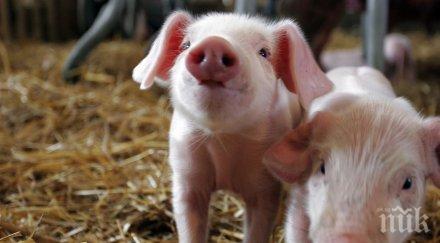 цените прасенцата китай скочиха 600