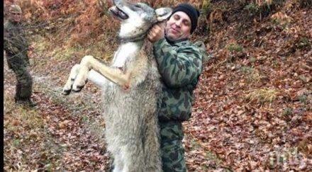 убиха големия вълк стара планина