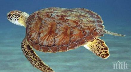 опасен капан морските костенурки често бъркат медузите хранят