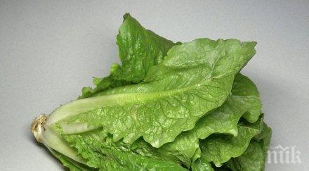 отгледждат марули космоса вкусът същият обикновените