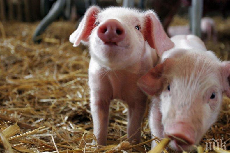 Цените на прасенцата в Китай скочиха с 600%