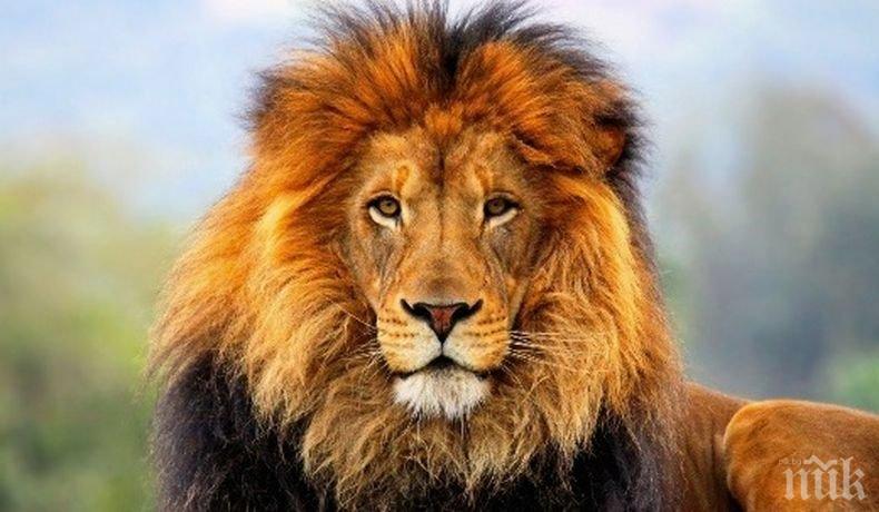 Мъж опитал да внесе контрабандно лъв от Албания в Косово
