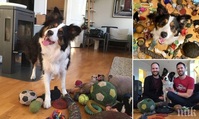 ТАЛАНТ: Куче от Норвегия знае имената на всичките си 90 играчки (ВИДЕО)