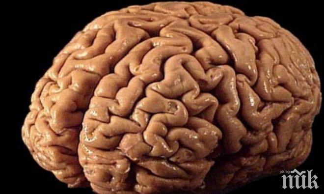 ВАЖНО ОТКРИТИЕ: Температурата на мозъка е по-висока от тази на тялото