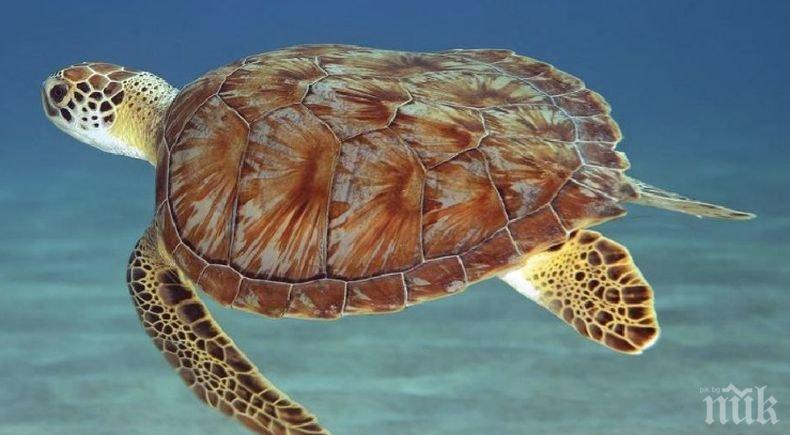 Опасен капан: Морските костенурки често бъркат медузите, с които се хранят със...