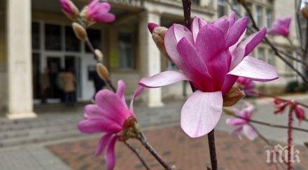 магнолиите варна цъфнаха снимки