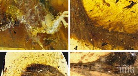 откриха малкия динозавър уловен