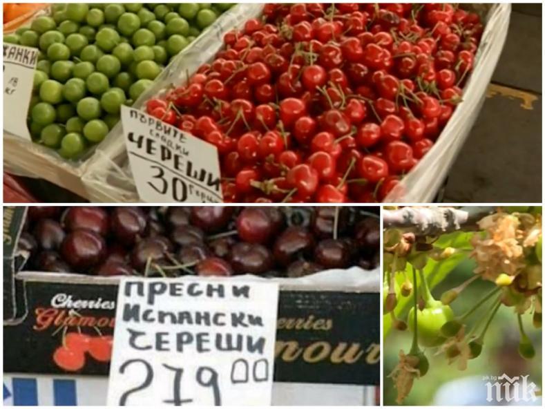 КАТО ЗА ПОСЛЕДНО: Пуснаха череши по 65 лева килото