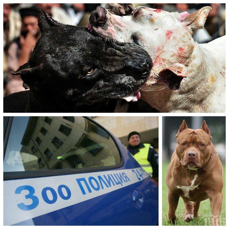 ЗООПОЛИЦИЯ В ДЕЙСТВИЕ: Разбиха селски развъдник за кучешки боеве в Шуменско - 4 питбула и булдог са спасени, собственикът им е арестуван