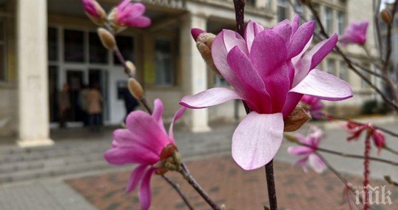Магнолиите във Варна цъфнаха (СНИМКИ)