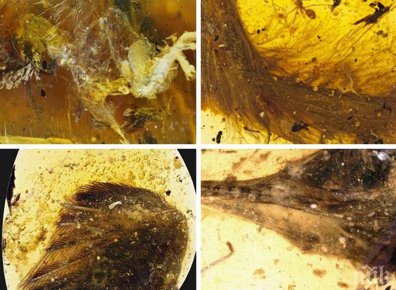 Откриха най-малкия динозавър, уловен в ...