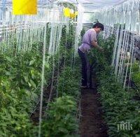 ПРОБЛЕМ: COVID-19 изяжда дефицитната работна ръка 