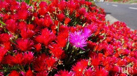 безплатни цветя заради коронавируса