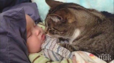 мъркащ разкош котките обичат спят стопаните