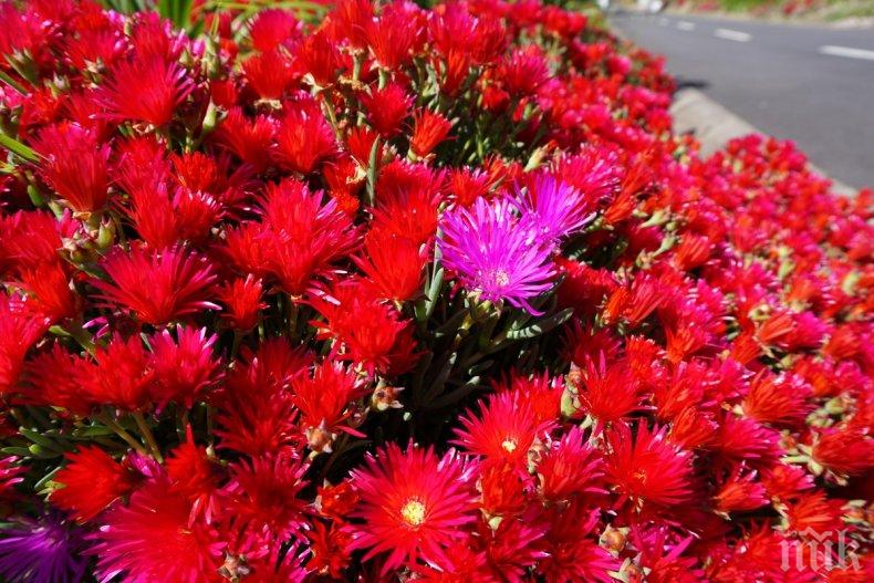 Безплатни цветя заради коронавируса