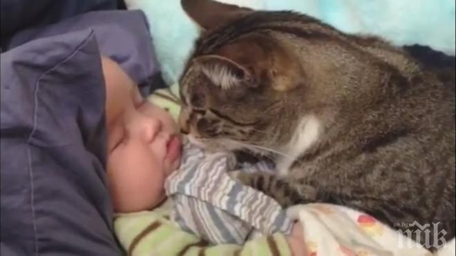 МЪРКАЩ РАЗКОШ: Ето защо котките обичат да спят със стопаните си