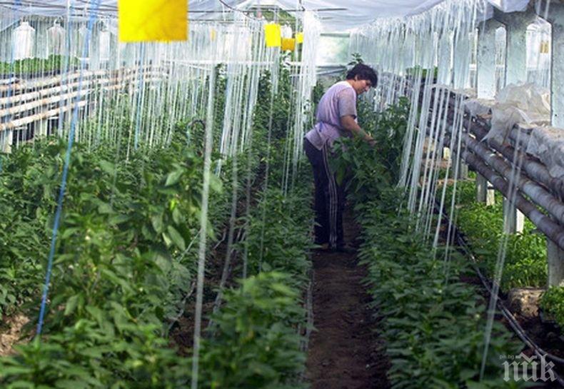 ПРОБЛЕМ: COVID-19 изяжда дефицитната работна ръка 