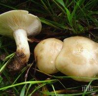 ОГРОМНА ТРАГЕДИЯ: Почина второ дете от афганистанското семейство, натровено с гъби в Полша