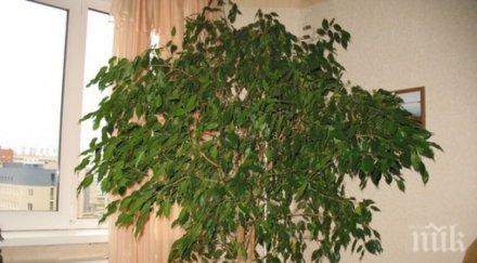 вижте стайни растения полезни здравето