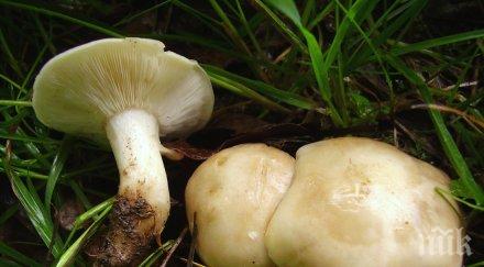 родопите престанаха берат изкупуват гъби