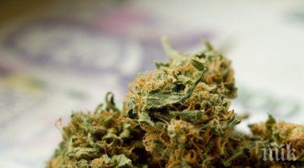 хванаха ученик марихуана стара загора