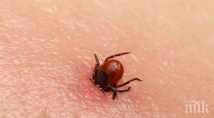 кърлежи налазиха варненци