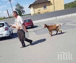 изобретателни испанци извеждат разходка кози птичета излязат