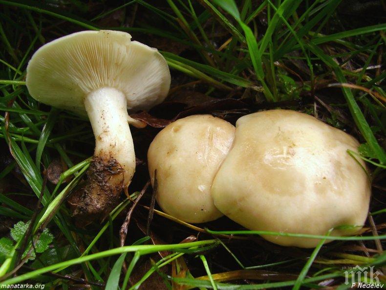 ОГРОМНА ТРАГЕДИЯ: Почина второ дете от афганистанското семейство, натровено с гъби в Полша