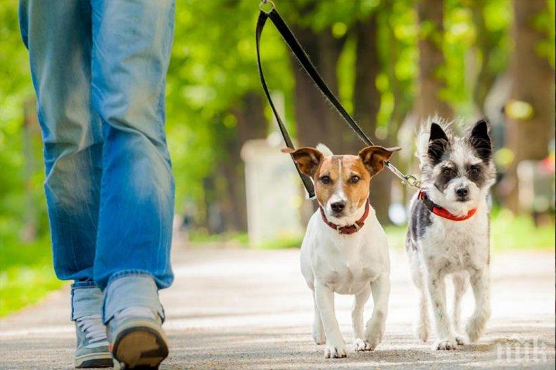 Домашни животни могат да бъдат разхождани в паркове и градинки

