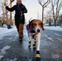 РАЗХОДКА В ПАРКА: Полезни съвети за стопаните на кучета