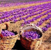 КРИЗА: Закъса и доходоносния бизнес с шафран - Китай отлага доставките ни