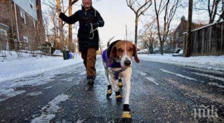 разходка парка полезни съвети стопаните кучета