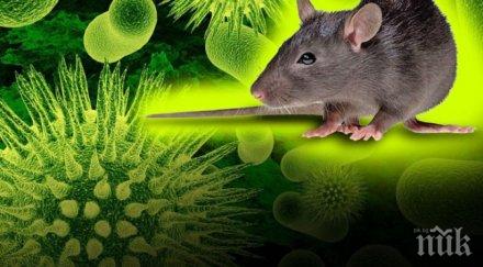 шок китай появи хантавирус вече смъртен случай