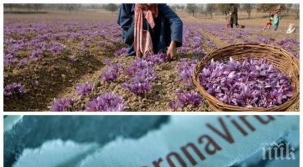 сензация шафранът използвал лечение коронавирус