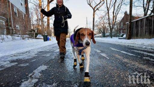 РАЗХОДКА В ПАРКА: Полезни съвети за стопаните на кучета
