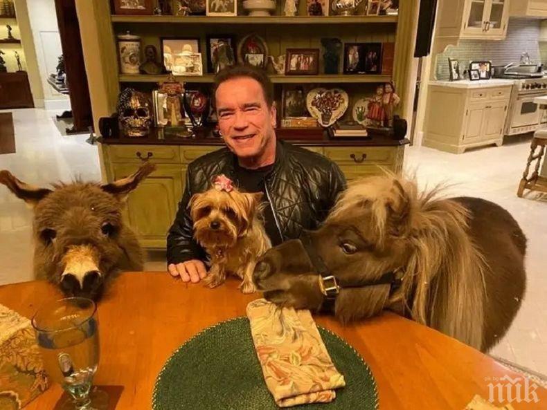 ЗВЕЗДА СЪС СЪРЦЕ: Арнолд Шварценегер прекарва карантината с магаренцето Лулу и понито Уиски (СНИМКИ)