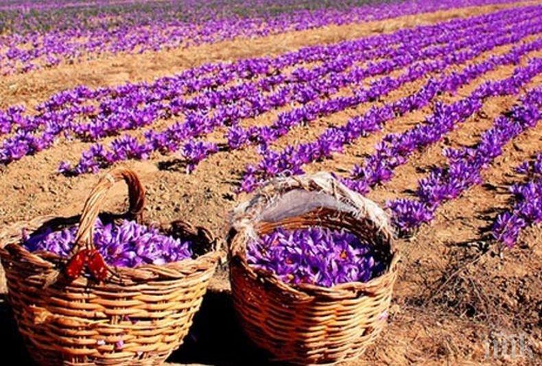 КРИЗА: Закъса и доходоносния бизнес с шафран - Китай отлага доставките ни