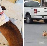 Мексиканец под карантина прати кучето си да му купи чипс (СНИМКИ)