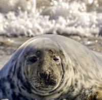 Тюлен нападна българка в Гърция, вкара я в болница