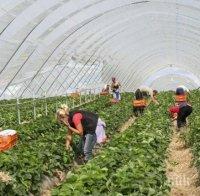 Британски фермери подготвят чартърни полети за работници от България