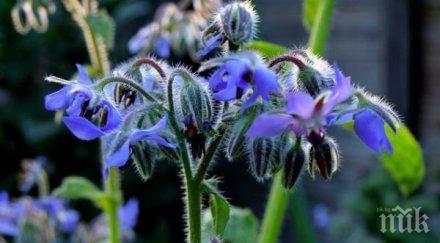 древна билка помага нормалната функция мозъка