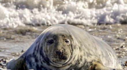 заплаха липсата лед застрашава тюлените балтийско море
