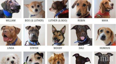 бум осиновените животни великобритания заради карантината