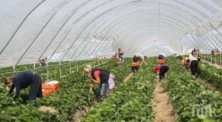британски фермери подготвят чартърни полети работници българия
