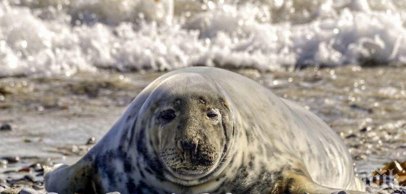 ЗАПЛАХА! Липсата на лед застрашава тюлените в Балтийско море